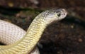 Indian Cobra (white form) Royalty Free Stock Photo